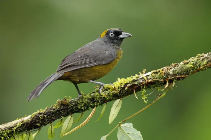 Framed Print : Dusky-faced Tanager