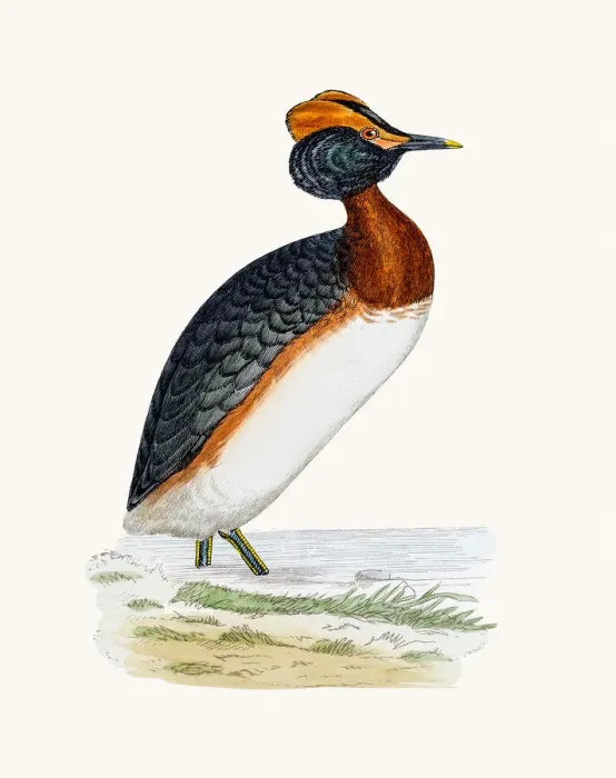 Framed Print : Dusky Grebe bird Framed Print : Dusky Grebe bird