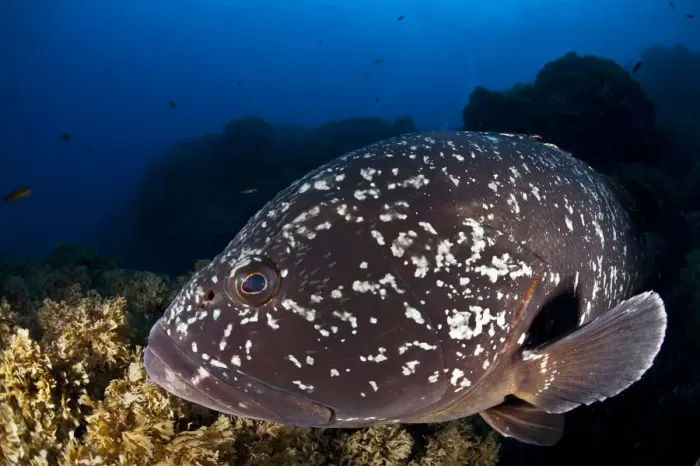 Framed Print : Dusky Grouper or Merou -Epinephelus marginatus-, near Santa Maria, Azores, Atlantic Ocean, Portugal Framed Print : Dusky Grouper or Merou -Epinephelus marginatus-, near Santa Maria, Azores, Atlantic Ocean, Portugal