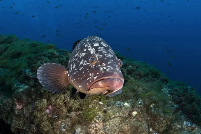 Framed Print : Dusky Grouper or Merou -Epinephelus marginatus-, near Santa Maria, Azores, Atlantic Ocean, Portugal Framed Print : Dusky Grouper or Merou -Epinephelus marginatus-, near Santa Maria, Azores, Atlantic Ocean, Portugal