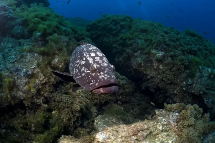 Framed Print : Dusky Grouper or Merou -Epinephelus marginatus-, near Santa Maria, Azores, Atlantic Ocean, Portugal