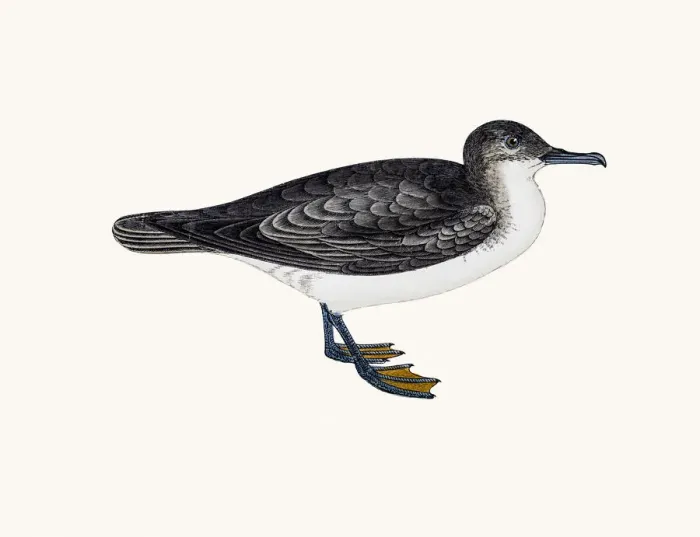 Framed Print : Dusky Petrel Framed Print : Dusky Petrel