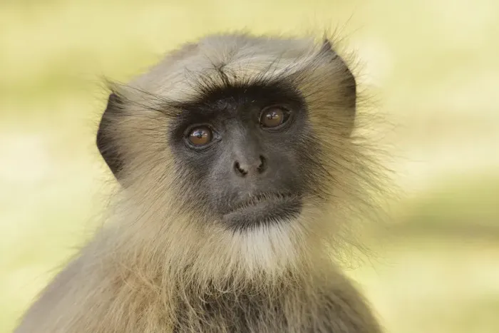 Framed Print : Dussumiers Malabar Langur or Southern Plains Gray Langur -Semnopithecus dussumieri-, Gir Forest National Park, Gir Sanctuary, Gujarat, India Framed Print : Dussumiers Malabar Langur or Southern Plains Gray Langur -Semnopithecus dussumieri-, Gir Forest National Park, Gir Sanctuary, Gujarat, India