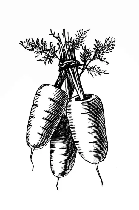 Framed Print : Dutch carrots Framed Print : Dutch carrots