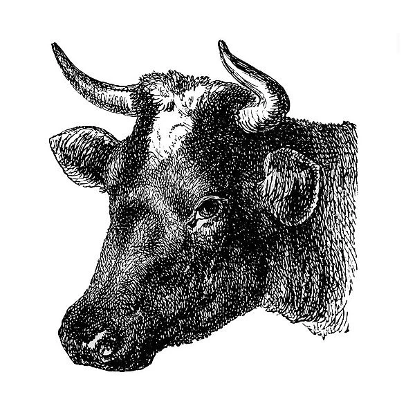 Dutch Cow. Antique illustration engraving of a Dutch cow head isolated on white