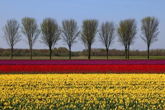 Framed Print : Dutch landscape in spring with tulips Framed Print : Dutch landscape in spring with tulips