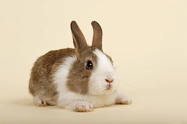 Dutch rabbit, Brown White