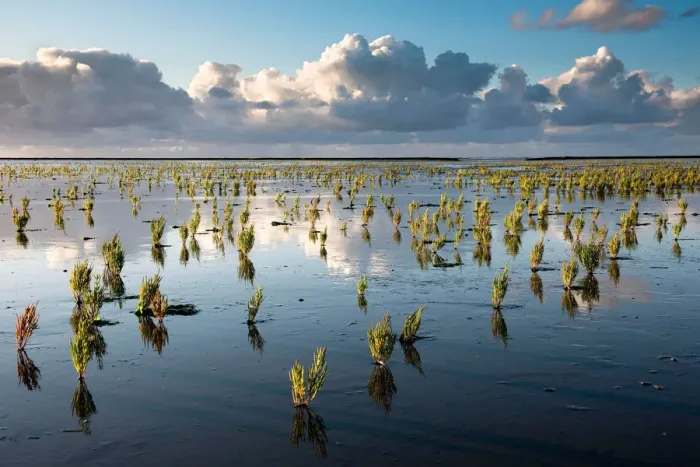 Framed Print : The Dutch Wetlands