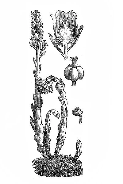 Dutchmans Pipe or Pinesap (Monotropa hypopitys)