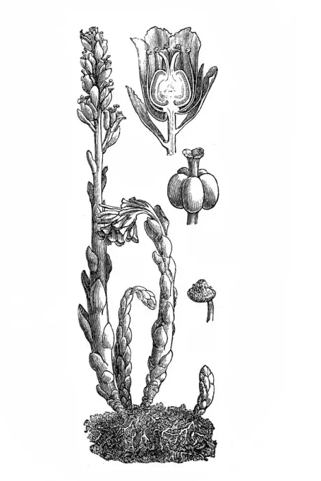 Framed Print : Dutchmans Pipe or Pinesap (Monotropa hypopitys) Framed Print : Dutchmans Pipe or Pinesap (Monotropa hypopitys)