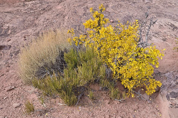 Dwarf birch -Betula sp. -, Dead Horse Point State Park, Moab, Utah, USA