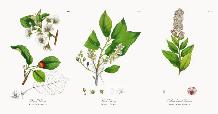 Framed Print : Dwarf Cherry, Prunus Cerasus, Victorian Botanical Illustration, 1863