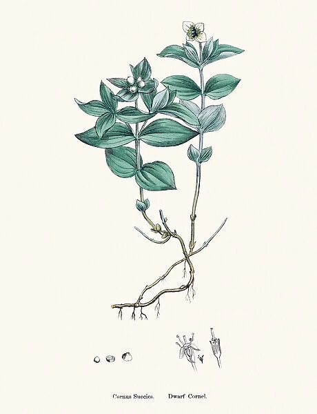 Dwarf cornel plant Cornus suecica scientific illustration