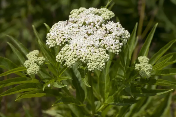 Framed Print : Dwarf Elder -Sambucus ebulus- Framed Print : Dwarf Elder -Sambucus ebulus-