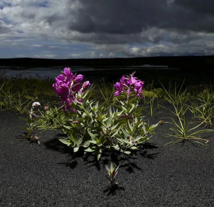 Framed Print : Dwarf fireweed (Epilobium latifolium) Framed Print : Dwarf fireweed (Epilobium latifolium)