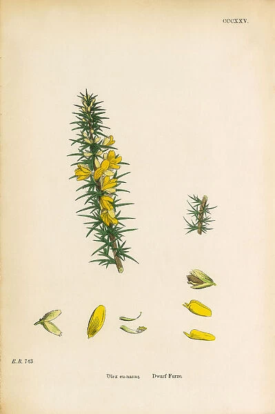Dwarf Furze, Ulex eu-nanus, Victorian Botanical Illustration, 1863