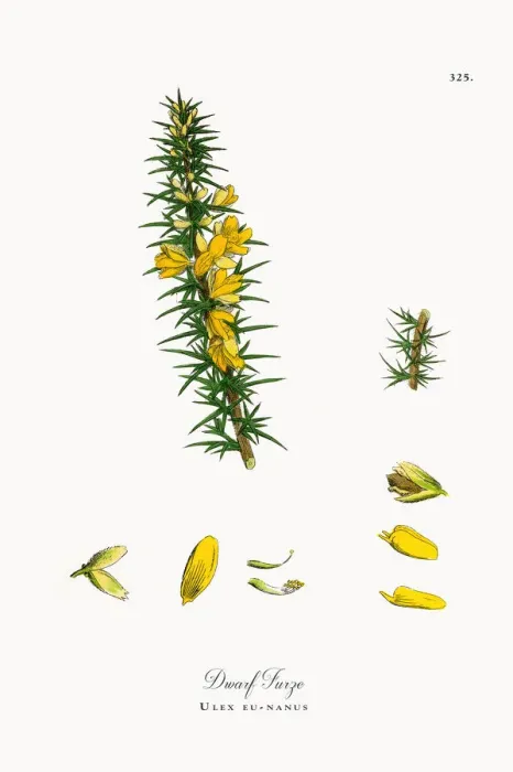 Framed Print : Dwarf Furze, Ulex eu-nanus, Victorian Botanical Illustration, 1863 Framed Print : Dwarf Furze, Ulex eu-nanus, Victorian Botanical Illustration, 1863