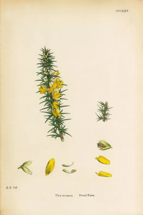Framed Print : Dwarf Furze, Ulex eu-nanus, Victorian Botanical Illustration, 1863 Framed Print : Dwarf Furze, Ulex eu-nanus, Victorian Botanical Illustration, 1863