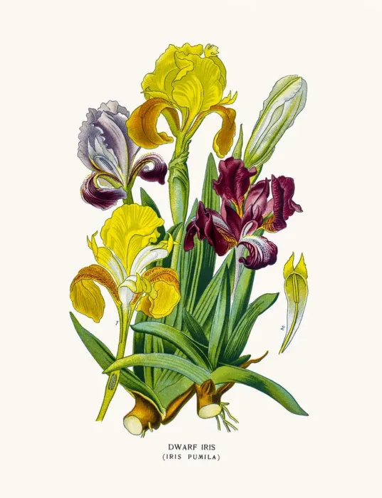 Framed Print : Dwarf Iris Framed Print : Dwarf Iris