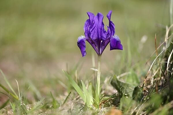 Dwarf iris -Iris pumila-, variety with blue blossoms, Lake Neusiedl, Burgenland, Austria, Europe