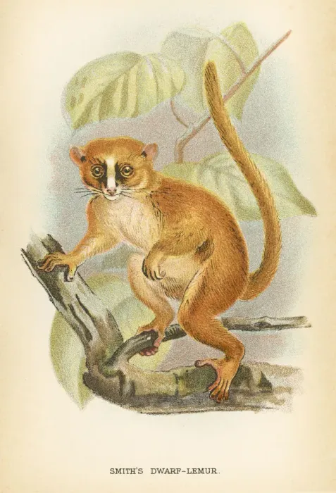 Framed Print : Dwarf lemur primate 1894 Framed Print : Dwarf lemur primate 1894