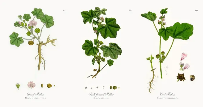 Framed Print : Dwarf Mallow, Malva rotundifolia, Victorian Botanical Illustration, 1863 Framed Print : Dwarf Mallow, Malva rotundifolia, Victorian Botanical Illustration, 1863