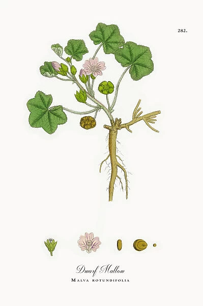 Dwarf Mallow, Malva rotundifolia, Victorian Botanical Illustration, 1863