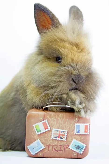 Framed Print : Dwarf rabbit with a suitcase to go on vacation and relax Framed Print : Dwarf rabbit with a suitcase to go on vacation and relax