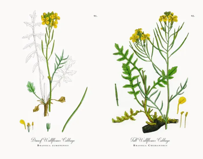 Framed Print : Dwarf Wallflower Cabbage, Brassica eumonensis, Victorian Botanical Illustration, 1863 Framed Print : Dwarf Wallflower Cabbage, Brassica eumonensis, Victorian Botanical Illustration, 1863