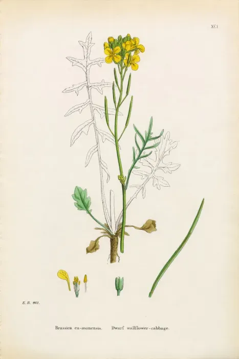 Framed Print : Dwarf Wallflower Cabbage, Brassica eumonensis, Victorian Botanical Illustration, 1863 Framed Print : Dwarf Wallflower Cabbage, Brassica eumonensis, Victorian Botanical Illustration, 1863