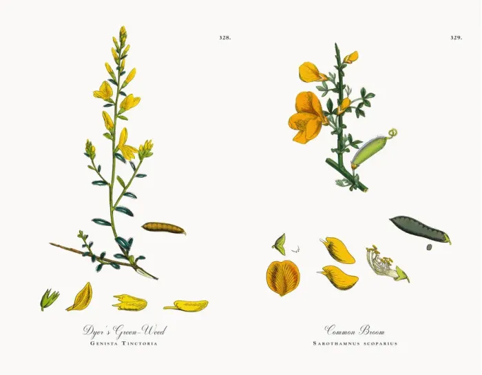 Framed Print : Dyeras Green-Weed, Genista Tinctoria, Victorian Botanical Illustration, 1863 Framed Print : Dyeras Green-Weed, Genista Tinctoria, Victorian Botanical Illustration, 1863