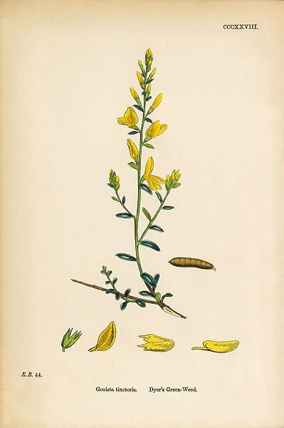 Dyeras Green-Weed, Genista Tinctoria, Victorian Botanical Illustration, 1863