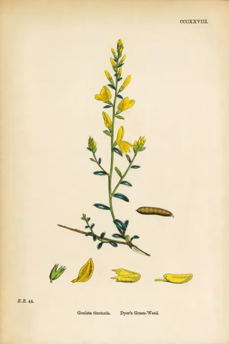 Framed Print : Dyeras Green-Weed, Genista Tinctoria, Victorian Botanical Illustration, 1863