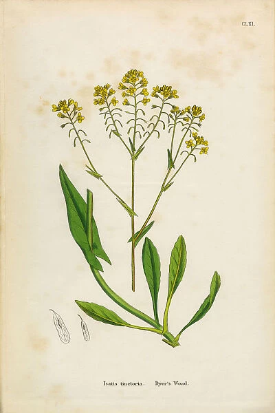 Dyeras Woad, Isatis tinctoria, Victorian Botanical Illustration, 1863