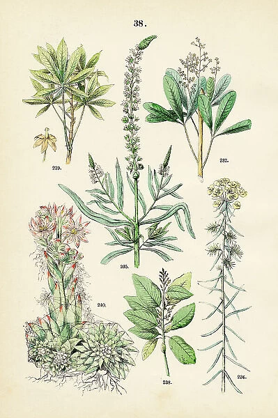 Dyer's rocket, cypress spurge, rubber tree, cascarilla, cassava, houseleek - Botanical illustration 1883