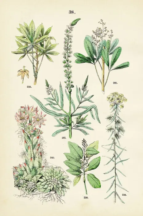 Framed Print : Dyer's rocket, cypress spurge, rubber tree, cascarilla, cassava, houseleek - Botanical illustration 1883 Framed Print : Dyer's rocket, cypress spurge, rubber tree, cascarilla, cassava, houseleek - Botanical illustration 1883
