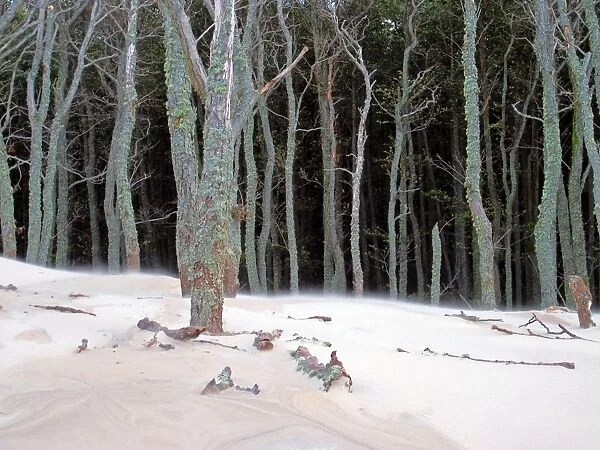 Dying forest. Dead trunks covered by wandering dunes at Slowinsky National Park