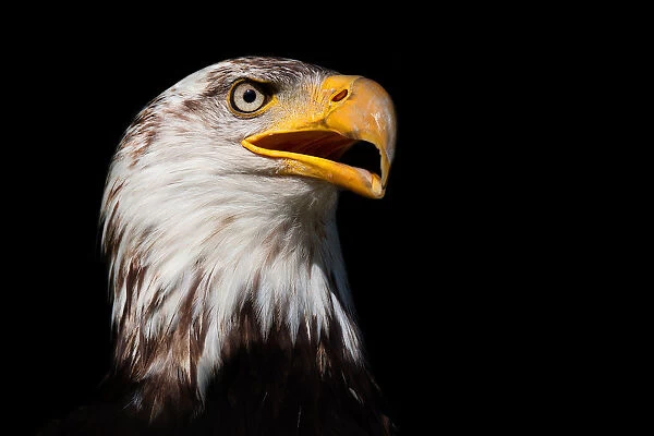 Eagle close-up