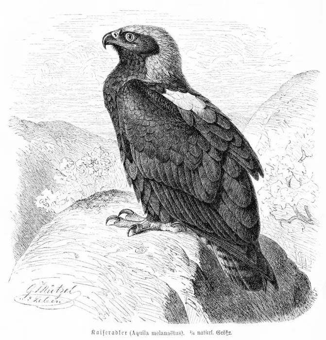 Framed Print : Eagle engraving 1892 Framed Print : Eagle engraving 1892
