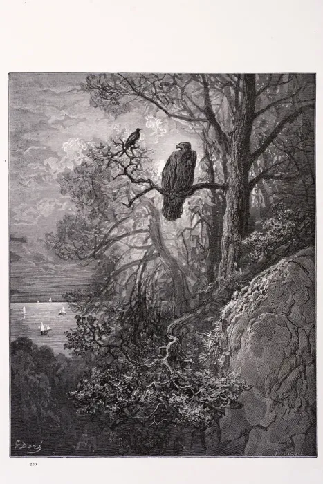 Framed Print : Eagle and the magpie