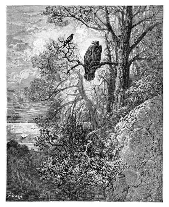 Framed Print : The eagle and the magpie Framed Print : The eagle and the magpie