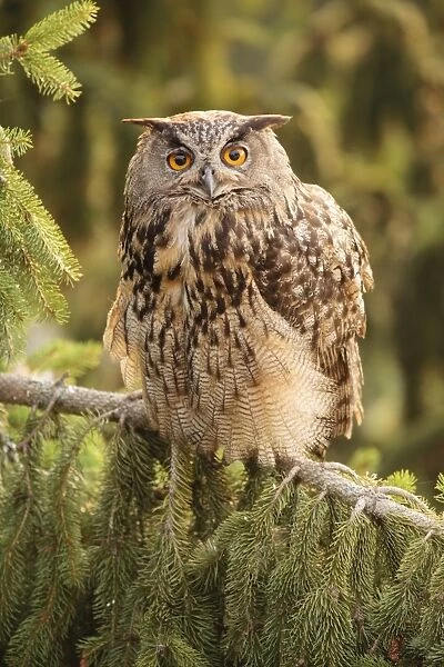 Eagle Owl -Bubo bubo-, Limburg an der Lahn, Hesse, Germany, Europe
