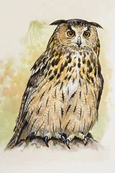 Eagle owl (Bubo bubo), front view