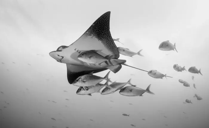 Framed Print : Eagle Ray And Jacks Framed Print : Eagle Ray And Jacks