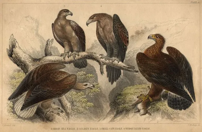 Framed Print : Eagles. circa 1900: Various types of eagle, left to right Framed Print : Eagles. circa 1900: Various types of eagle, left to right