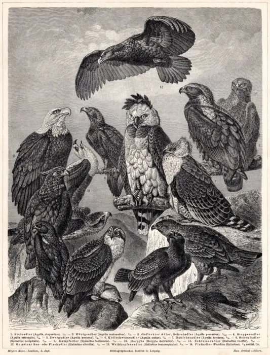 Framed Print : Eagles engraving 1895 Framed Print : Eagles engraving 1895