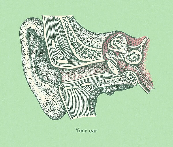 Your Ear. http: /  / csaimages.com / images / istockprofile / csa_vector_dsp.jpg