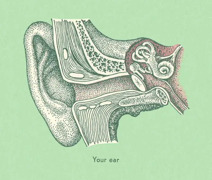 Framed Print : Your Ear. http: / / csaimages.com / images / istockprofile / csa_vector_dsp.jpg Framed Print : Your Ear. http: / / csaimages.com / images / istockprofile / csa_vector_dsp.jpg