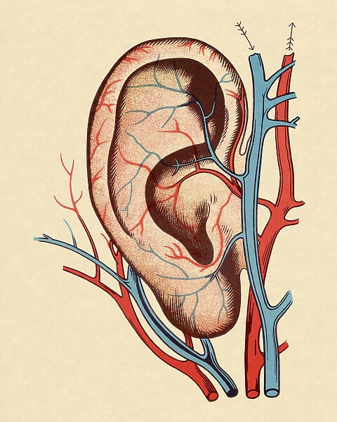Ear With Blood Vessels