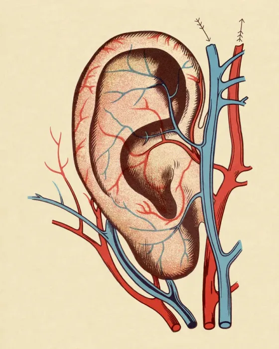 Framed Print : Ear With Blood Vessels Framed Print : Ear With Blood Vessels